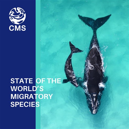 🔔HAPPENING NOW! New CMS report on the State of World's #MigratorySpecies Join us at the media launch via livestream: https://www.youtube.com/watch?v=yGpKkZG3otY | Convention on Migratory Species