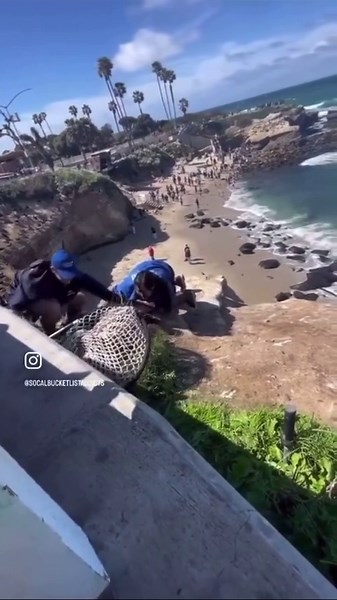 Rescue operation gone wrong at La Jolla Cove. Sea World employees try to rescue a sea lion and then this happens...