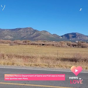 43K views · 729 reactions | A moose was spotted near the community of Mora. Game and Fish officials say there have been at least 6 reports of moose sightings in New Mexico over the last 10 years. This is the furthest south a moose has been spotted. More here >>> https://www.koat.com/article/moose-spotting-mora/41860975 | KOAT | Facebook
