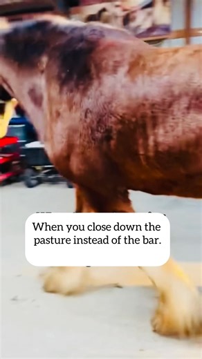 27K views · 906 reactions | Early risers, or late goin’ to bed?? #Clydesdale #UltimateClydesdaleExperience #HorseLife | JFP Equine Clydesdales | Facebook