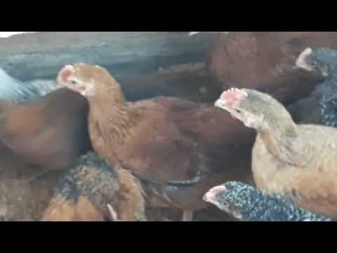 Amazing 5 Weeks Old Dual Purpose Parent Stock Chicks! Part 1: At Living Hope Mixed Farm: By Florence