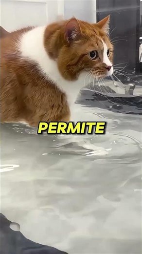 Pusieron a un gato gordo en una cinta de correr BAJO EL AGUA 🏊🐱 #shorts #gatos #viral