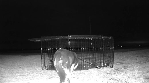 This girl has been roaming north of Marshalltown for the past 3 months. Scott had been feeding her daily and trying to gain her trust, but she wasn’t quite ready. When progress stalled, he reached out to us for help. Tonight, a trap was set with her in sight. Just before she could reach it, a neighbor’s dog found the food first so we did a quick release, reset the trap, and waited. Minutes later, she appeared. She circled the trap a couple of times… and then went in. 🪤🐕 She is safe tonight at 