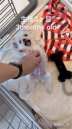 まりも成長編 MARIMO growth #puppy #babyanimal #ペキニーズ #pets #babydog #癒し