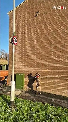 Funny Squirrel Takes Flight: A Hilarious Wall Launch || WooGlobe