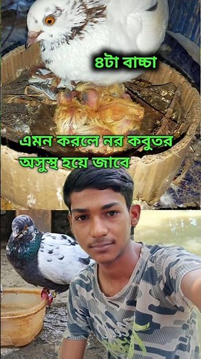 এমন করলে নর কবুতর অসুস্থ হয়ে জাবে। #esmailal #esmailpl #pigeon #kobutor #kabutar #কবুতর