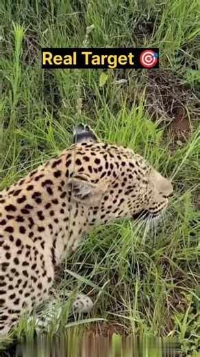 Leopard Smart Hunt 😱 Not the Target You Expected #shorts #animals