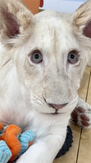 아기백사자 루카 아름다운 속눈썹 최고 잘생긴 숫사자 #네이처파크 #아기백사자 #백사자 #whitelion #animals #루카루나 #lioncubs 📷 2026.3.3
