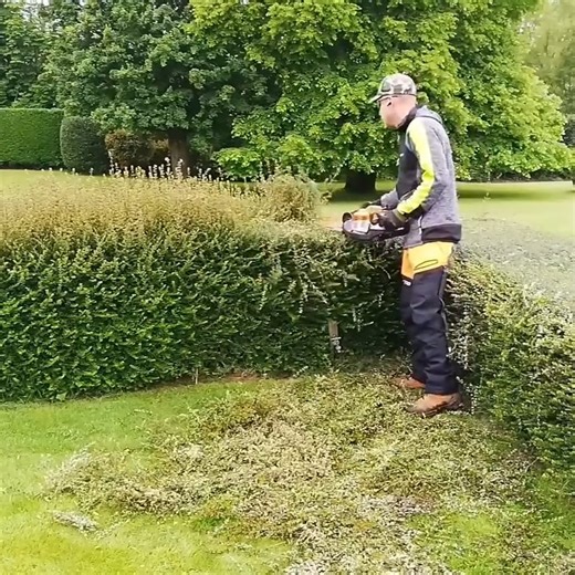 1.2M views · 5.5K reactions | AMAZING Hedge Recovery_ Trimming An Overgrown FORMAL HEDGE | Kustorez | Facebook