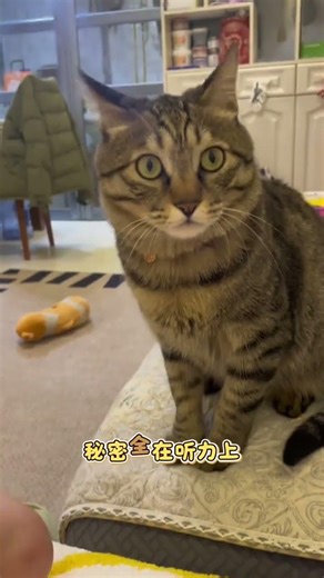 Why Cats Always Respond to 'Mimi': Unveiling the Secret