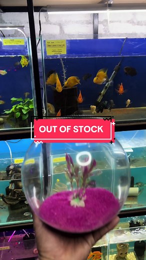 ΛＱＵΛＲＩＵＭꜰɪꜱʜᴋᴇᴇᴘᴇʀ on TikTok