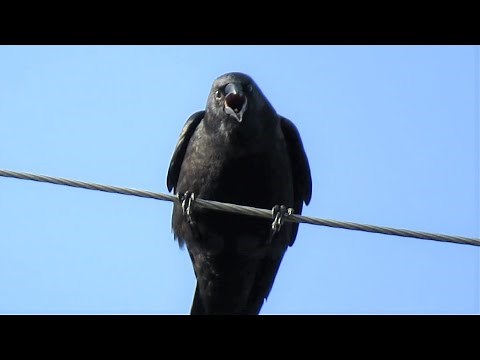 The Crow that HATES Me (Angry Crow Sounds)