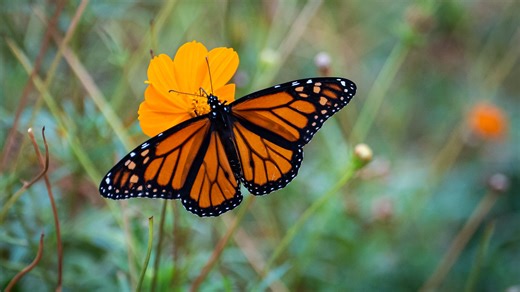 What's happening with monarch butterflies? One overwintering site counts only 107 so far