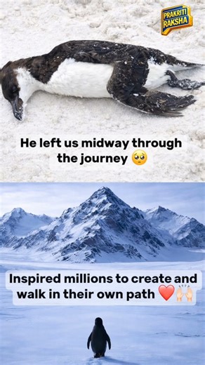 Prakriti Raksha on Instagram: "Some journeys end too soon… 💔 But even in leaving, he showed the way. Not every hero reaches the destination, some become the path itself. 🐧❄️ He left us midway through the journey, but inspired millions to walk their own path ❤️✨ #Journey #NeverGiveUp #Inspiration #LifeLesson #Emotional Motivation Penguin NatureStory Wildlife KeepWalking StayStrong Hope InspirationalPost ViralReels RealityOfLife InnerStrength MotivationDaily TrendingNow"