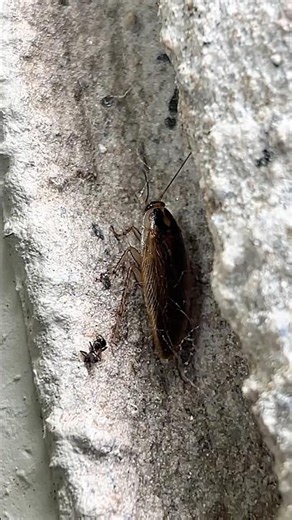 モリチャバネゴキブリ よく飛びますね！