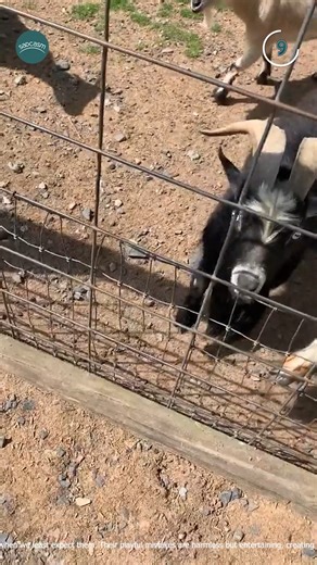 Goats Doing Goat Things🐐🤣 | Sadcasm