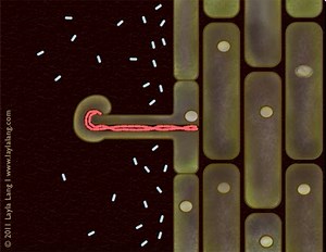Root nodule formation