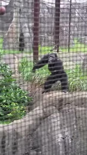 チンパンジー、土と草を投げる！！！