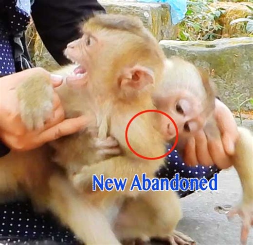 Super Screaming So Loudly New Abandoned Baby Monkey Got Hardly Bitten So Jealous | Monkey Daily TV