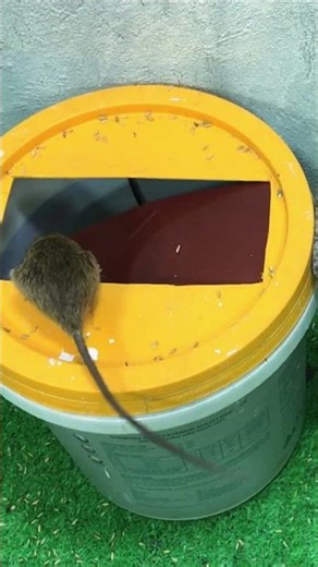 How to make Great Easy Mouse Trap #animals #mousetrap 3