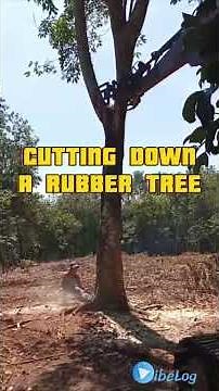 Cutting Down a Rubber Tree | Rubber Harvesting Process