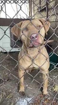 Our female Mayday x Machobuck dog at the farm