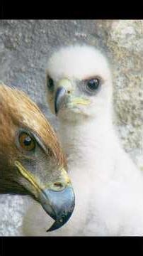 This couple can finally take a break. #wildlife #animals #shortvideo #shorts