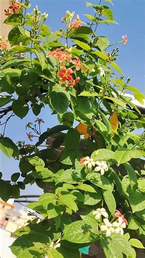 Madhumalti Rangoon creeper plant (Combretum indicum) #garden #flowergarden #terracegarden