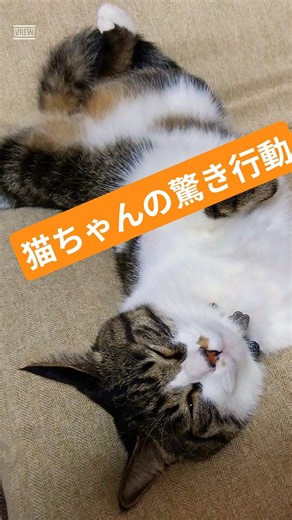 ​【本能】猫が寝る前に「くるくる」回る……実は驚きの理由があった！ #shorts#猫のいる生活 #猫