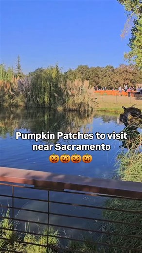 BeLocal Sacramento | Sacramento Local Guide on Instagram: "Looking to visit the pumpkin patch with your family this month!? Then you have to check out some of these pumpkin patches near Sacramento! ⬇️🎃 🎃 Sac: Nick & Ray’s Pumpkin Patch (located at historic Bastiao Farms in Sac)- Opens Oct 7th, Tues-Fri 12pm-7pm, Sat/Sun 10am-7pm, Grill and Shaved Ice available on Weekends only 🎃West Sac: Dave’s Pumpkin Patch - Sun-Thurs 10am-7pm, Fri/Sat- 10am-9pm, Dave’s Famous Apple Cider Cinnamon Donuts, C