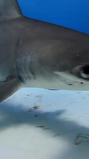 Awesome Shark Encounters Close Up!😲 #scubadiver #freediver #humpback #scuba #scubadiving #animals #amazing #marine #travel #underwater #underwaterphotography #underwaterworld #video #scubadive #scubadiverlife #ocean #marinelife #instatravel #traveling #travelgram #travelling #travelphotography #traveltheworld #travelblogger | Scuba Diver Life