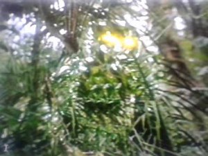 Prédator . Un film réalisé à partir d' une histoire vraie