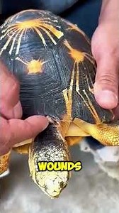 Healing A Turtle’s Life With One Careful Act 🐢✨