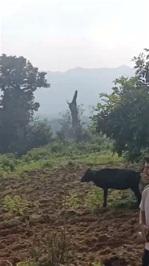 Inside the Mafia: The Rise and Fall of Organized Crime