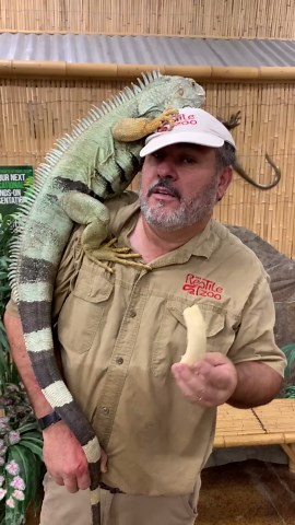 Giant iguana balances on his shoulder during a feeding challenge
