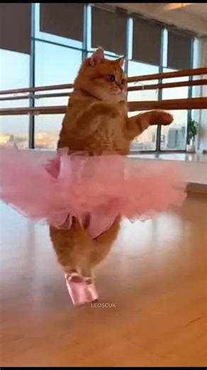 Leoscuk on Instagram: "Tutu Cat goes full drama in the ballet studio. Real ballerinas, real energy, and one very determined orange cat stealing the moment. #catvideo #funnycats"