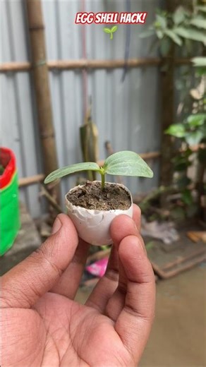 🥚 Luffa Seeds + Egg Shell Hack! 🌱 | 100% Fast Germination Trick #shorts #gardening #luffa