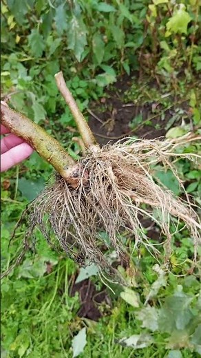Datura Stramonium var Tatula.Root.