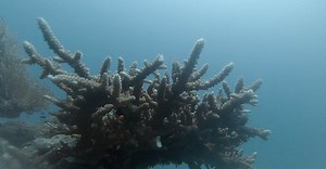 Video by EBRAHIM HOSSEINI on Pexels