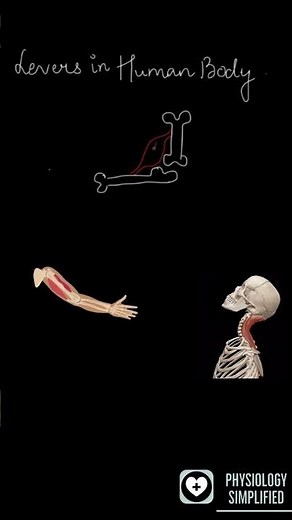 Levers in the human body | kinesiology | Movement of musculoskeletal system