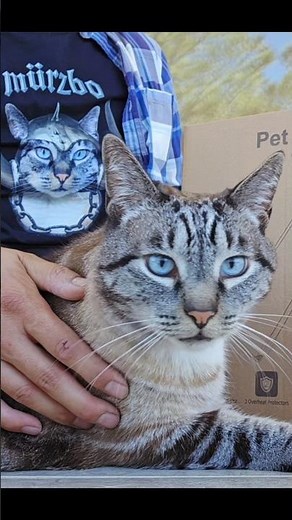 unboxing the new heated outdoor cat house from pecute