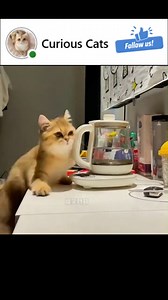 Your daily dose of serotonin, whiskers, and toe beans. Just a collection of the internet's silliest cats doing what they do best: being chaotic. 🐾 | Curious Cats