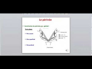 ANATOMIE FMPM ANATOMIE DU PÉRINÉE