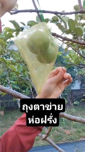 Mesh bags for wrapping guavas, cloth bags for wrapping fruit.