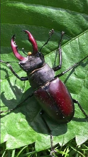 stag beetle sound