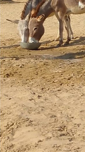 Two Donkeys Drinking Water | Cute & Funny Animal