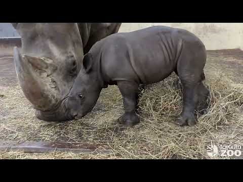 White Rhino Calf Zoomies