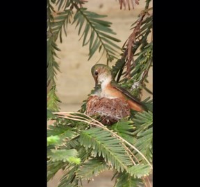 Female Hummingbird Carefully Crafts Nest