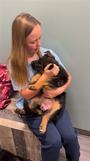 Pink unicorn female from Brad X Romy litter #altatollhaus #germanshepherd #gsdpuppy #gsd #puppylove #wellbred | Alta-Tollhaus German Shepherd Dogs