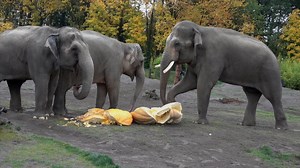 708K views · 19K reactions | The elephant family squished over 1,400 lbs of squash this morning. Thanks to Larry Nelson for the gourd time!  | Oregon Zoo | Facebook